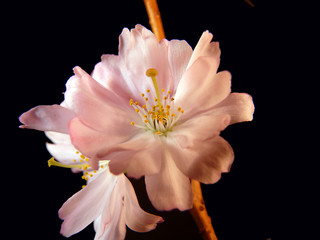 Fototapeta na wymiar Japanische Kirschblüte