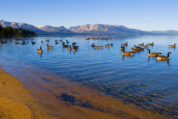 Canadian Geese swimming in Lake Tahoe