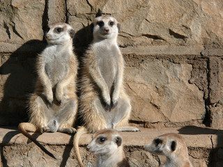 meercats