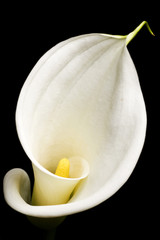 Calla