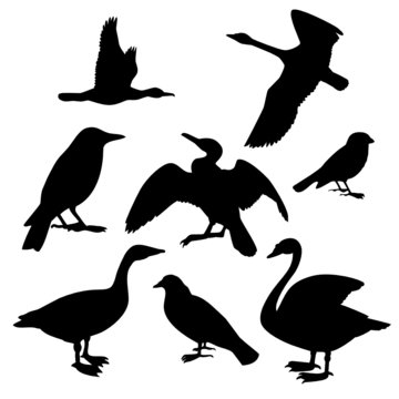 Collection of birds. Vector illustration