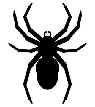 396,130 BEST Spider IMAGES, STOCK PHOTOS & VECTORS | Adobe Stock