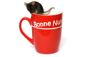 petite souris noire