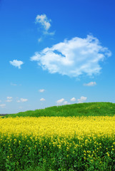 Green hill on canola field over cloudy blue sky