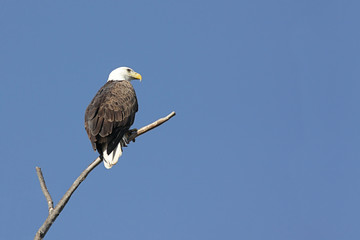 Bald Eagle (haliaeetus leucocephalus)