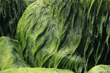Algae on stones
