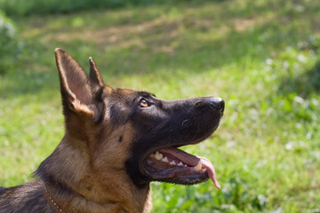 German shepherd