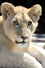 Lion Cub Portrait