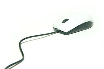 mouse