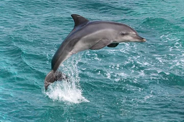 Fototapete Rund Delphinsprung © Duncan Noakes