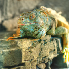 iguana