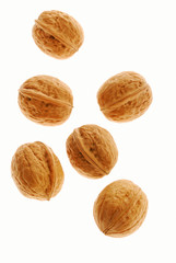 Walnut