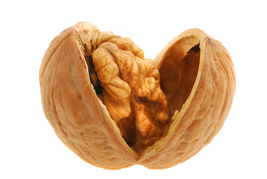 Walnut open isolated