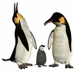 Fototapeta premium Penguin with Chick