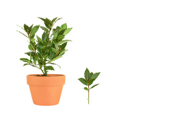 Obraz premium Bay Tree Herb and Leaf Sprig