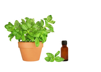 Herb Basil