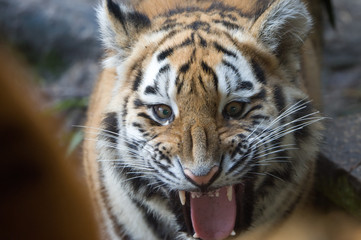 angry tiger