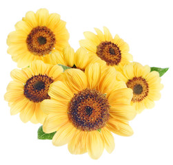 sunflowers