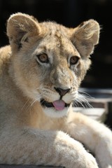 Lion Cub