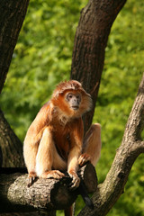 Obraz premium Javan Ebony langur