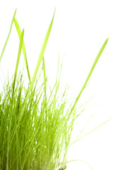 Green Grass isolated on white background