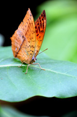 Charaxes Acuminatus