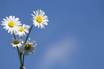 flowers and sky