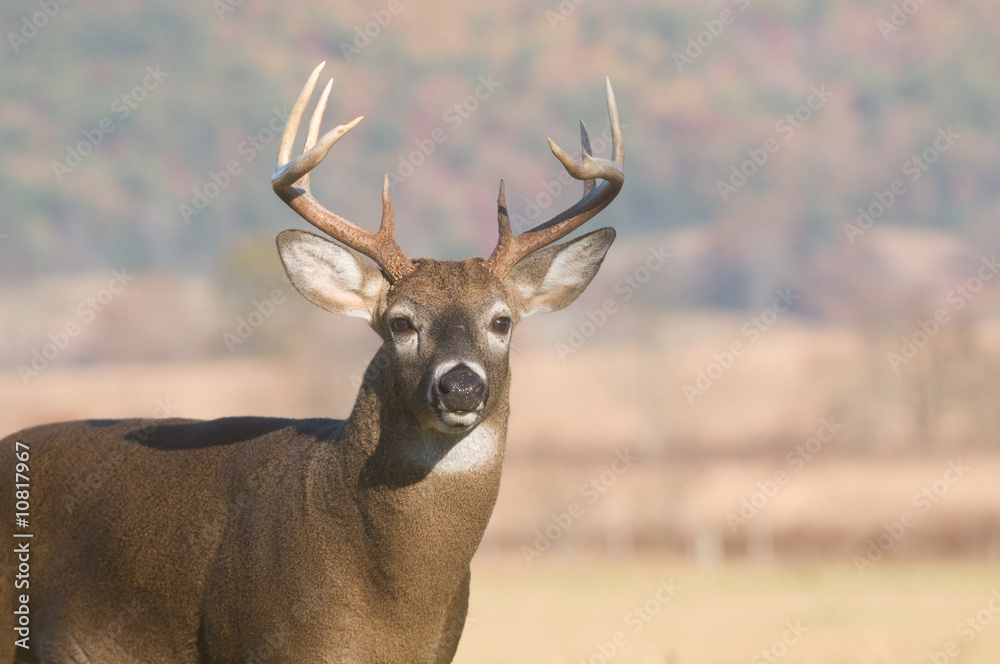 Wall mural Whitetail buck and fall colors