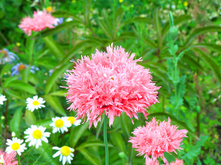Pink cornflower