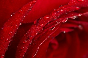 Macro image of dark red rose with water droplets.