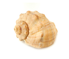 sea shell