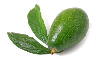 Avocado