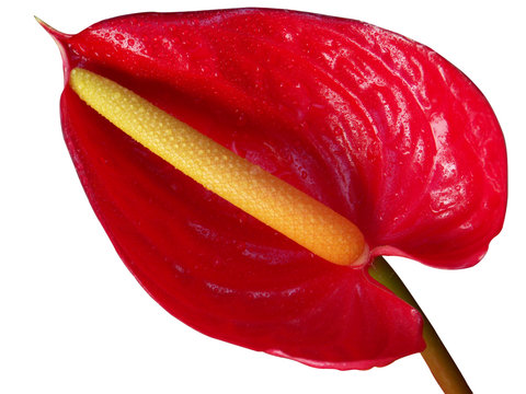 รูปภาพSpadice เลือกดูภาพถ่ายสต็อก เวกเตอร์ และวิดีโอ106 Adobe Stock