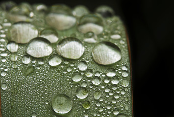 green leaf and drop