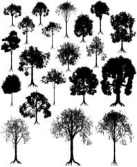 Tree silhouettes