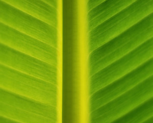 banana leaf