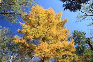 Indian summer in Japan