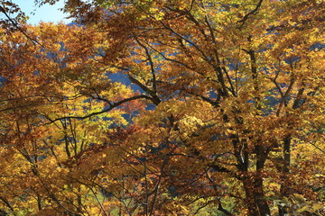 Indian summer in Japan
