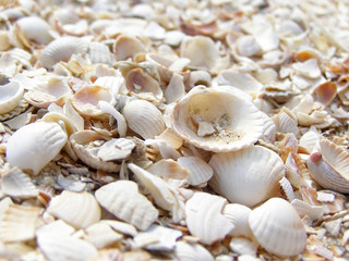 Marine cockleshells ashore exterminating