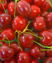 Ripe red cherries