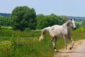 white horse