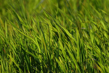 Gold shining green grass.