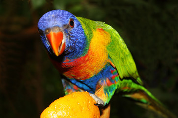 Vogel