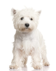 West Highland White Terrier (8 months)