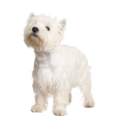 West Highland White Terrier (8 months)