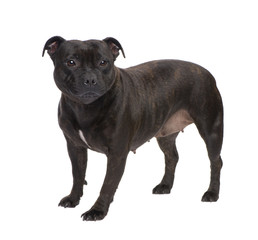 Staffordshire Bull Terrier ()