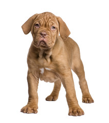 Obraz premium Dogue de Bordeaux puppy (2 months)