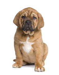Obraz premium Dogue de Bordeaux puppy (2 months)