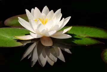 Afwasbaar Fotobehang Lotusbloem Witte lotusbloem