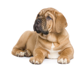 Obraz premium Dogue de Bordeaux puppy (2 months)